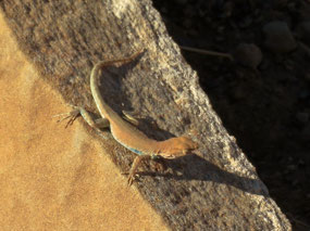 Unidentified lizard