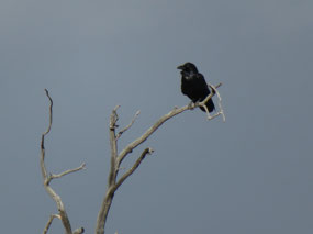 Raven croaking away