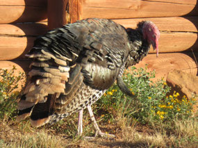 Turkey