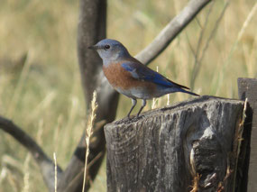 Western Bluebird
