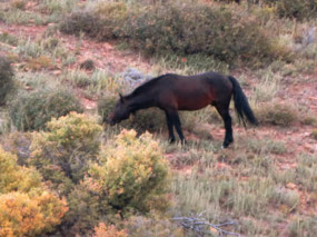 Wild horse