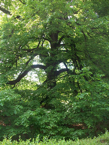 An amazing tree on the grounds