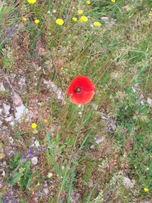 Poppy
