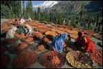 Apricot Harvest in the Hunza