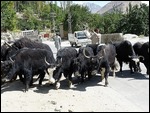 Yaks - Animals with Attitude 