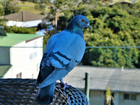 Self Retired Racing Pigeon, Vladimir