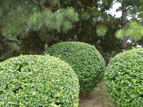 Carefully Clipped Topiarys