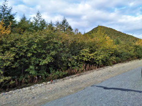 Forest Vegetation on the Sokol Road