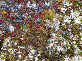 And Exquisite White Lichen