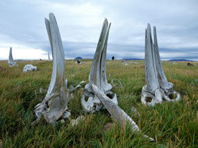 Beautiful Whale Jaw Bones