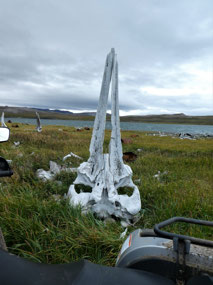 Bow Head Whale Jaws