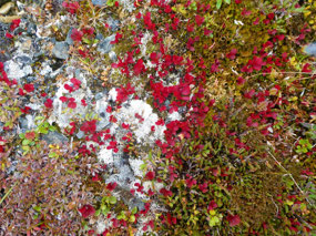 Colourful Wolf Berries