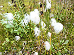 Sedges, Reeds and Cotton Weed