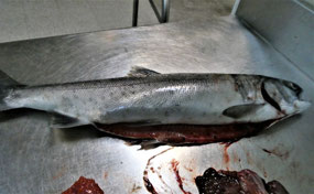 Dolly Varden Salmon Trout