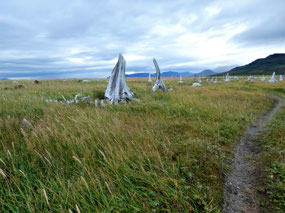 Huge Complex of Whale Bones
