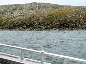 Rock Splattered Coastline