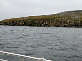 We are Surrounded by Seals