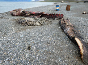 Whale Carcass on the Beach