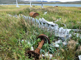 Whale Carcass