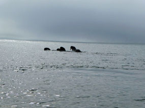 And Then They Head Out to Sea