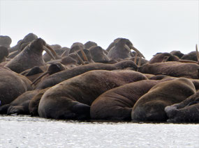Colony of Male Walrus