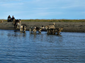 Dogs Taking A Drink