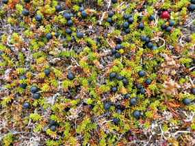 Edible Berries 
