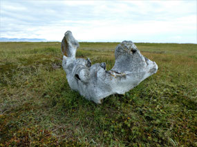 Grey Whale Vertebrae