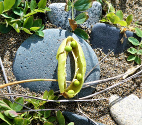 Pea Pods