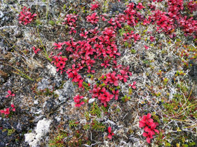 Poisonous Wolf Berries