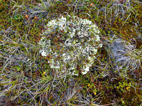 Shushke and Lichens Form a Pretty Mat