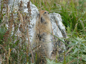 This Cute Guy is Well Camouflaged