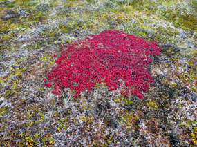 Vibrant Changing Colurs of Wolf Berries