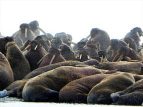 Walrus Finally Become Aware of Us