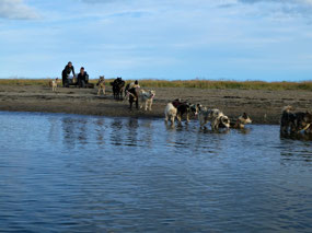 We Meet A Dog Team