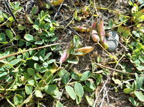 Wild Peas