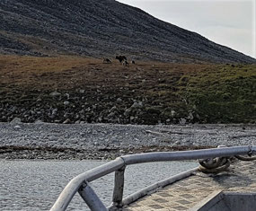 Brown Bear and Three Cubs (c. Alex)