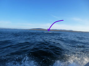 Masses of Shearwaters