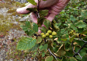 Leather Leaf Fruit
