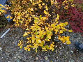 Plants Preparing for Winter