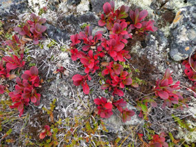 Pretty But Poisonous - Wolf Berries