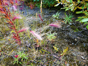 Pretty Cereal Vegetation