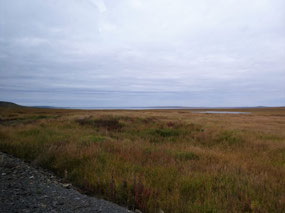 Tundra Grasslands