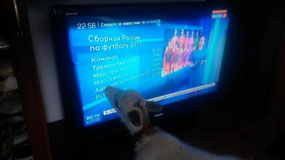 A Reindeer with a TV (c. I Ranav)