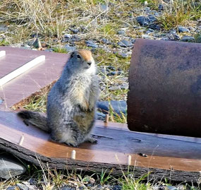 Delightful Ground Squirrel