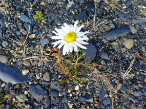 Lonely Camomile