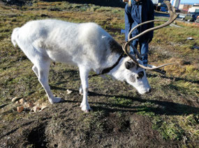 Oh Yashka - How Your Antlers Have Grown!