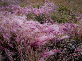 Pretty Cereal Vegetation