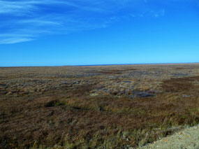 Tundra Haying Off for Winter