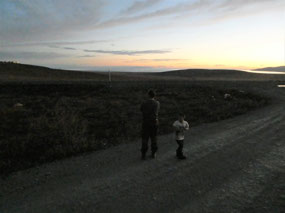 Night Fall - Still Looking for the Dogs